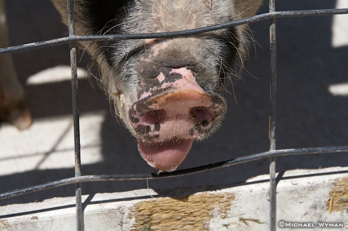 Snout
