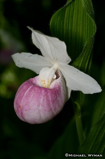 Lady Slipper