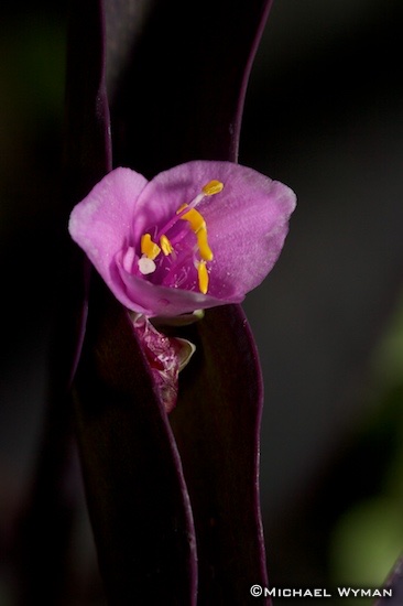 Jaws of Flower