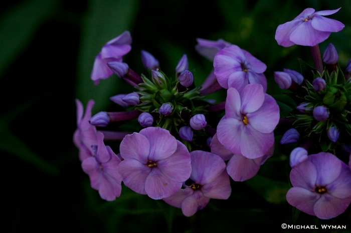Meadow Phlox