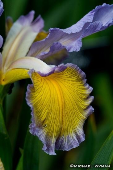 Iris