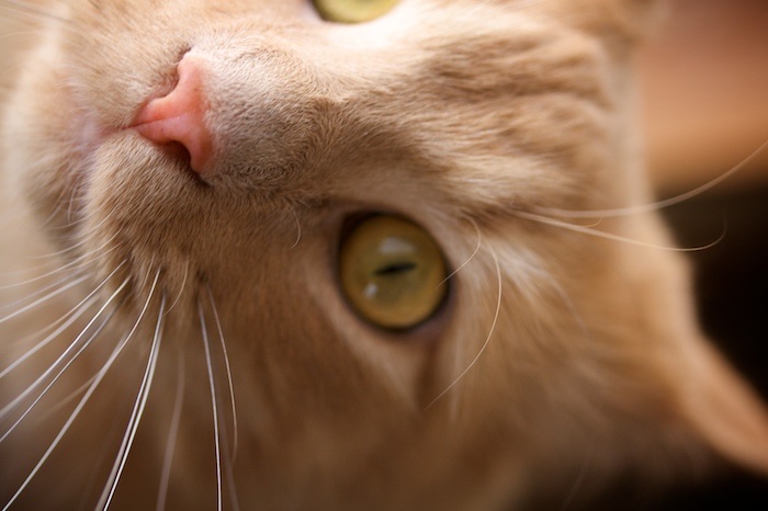 The Curious