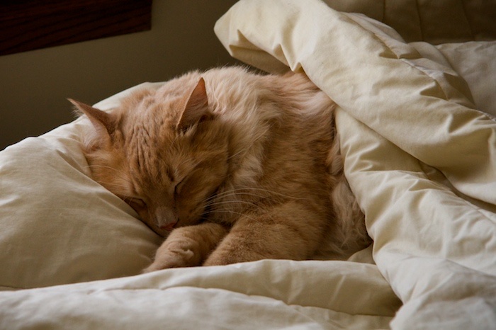 The Sleeper