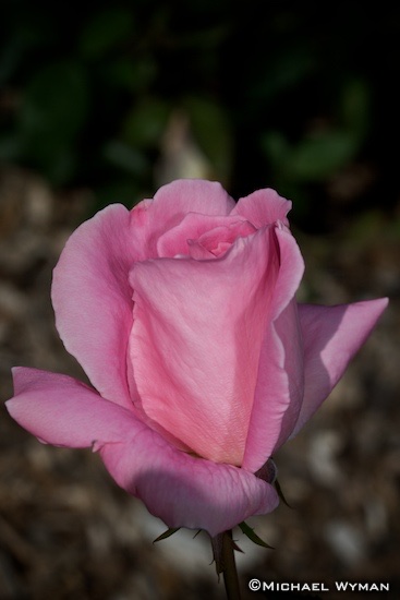Pink, Part II