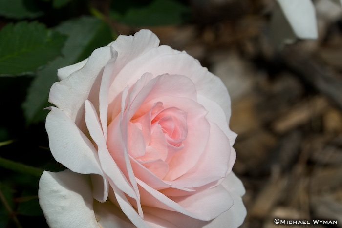 Pink, Part III