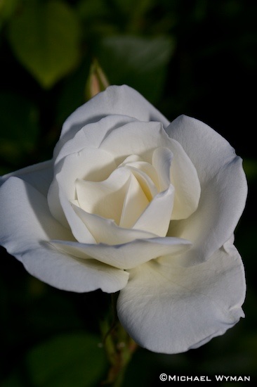 White, Part II