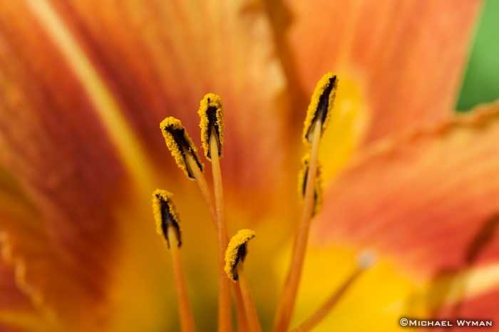 Tiger Lily