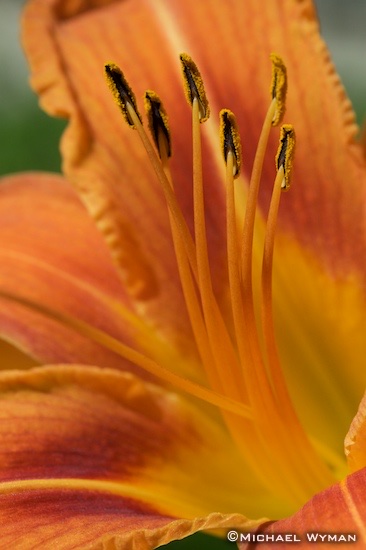 Lily Portrait