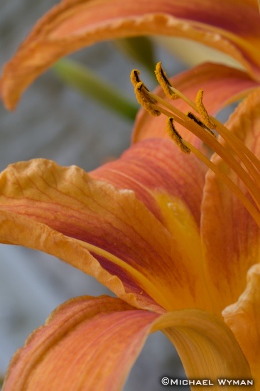 Unfurled