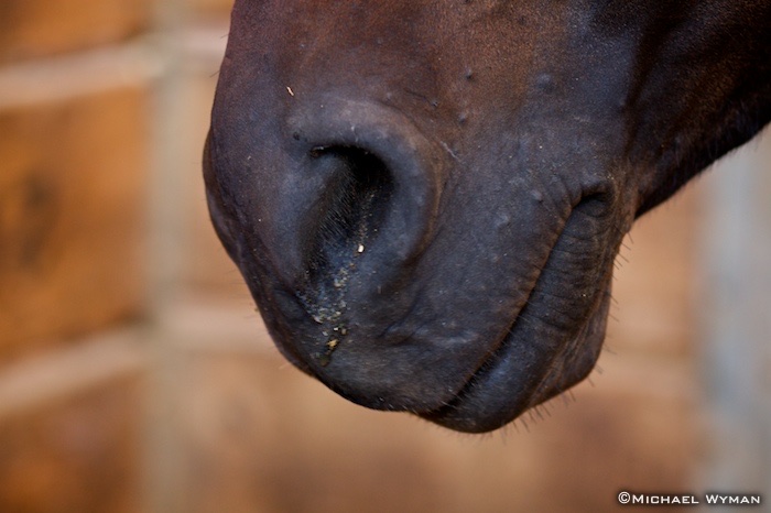 A Horse Of Course
