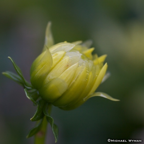 Border Dahlia