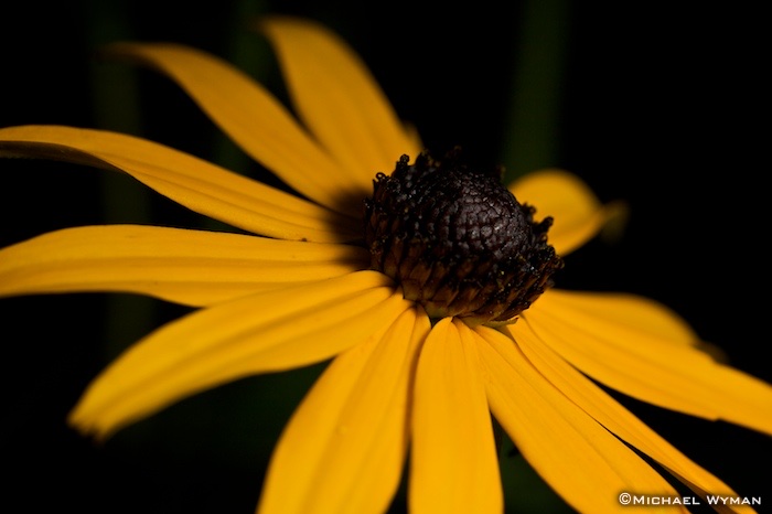 Yellow, Too!