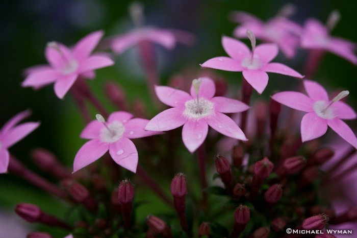 Purple Glow