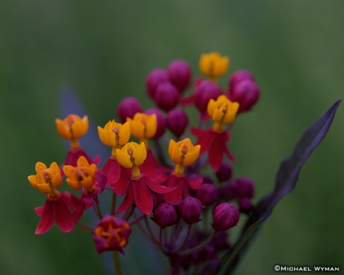Mini Flowers