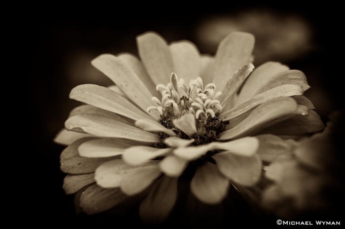 Sephia Flower