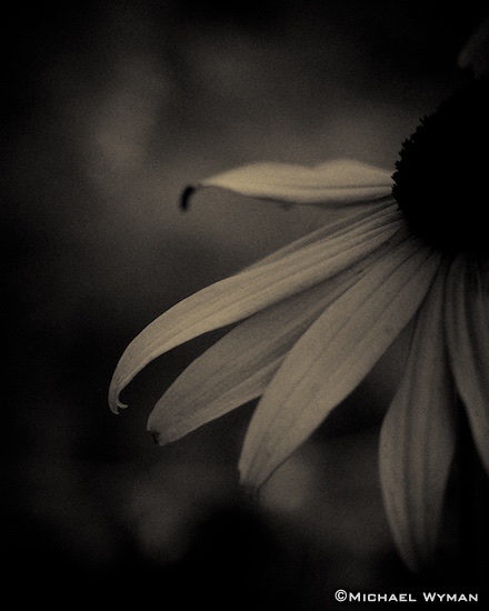 Yellow Black and White