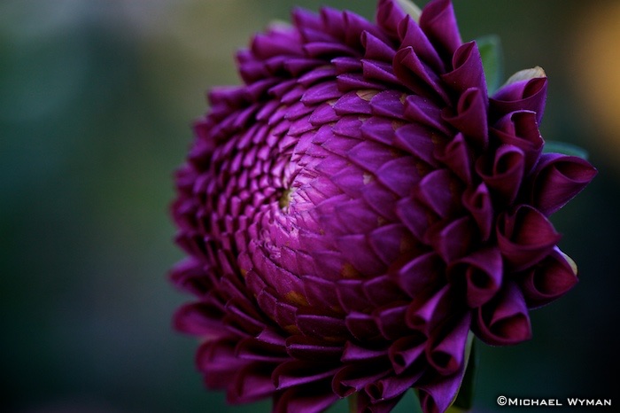Purple Dahlia
