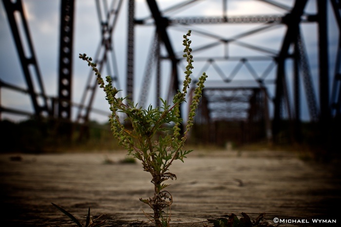 New Growth