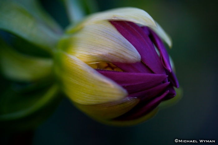 New Bloom