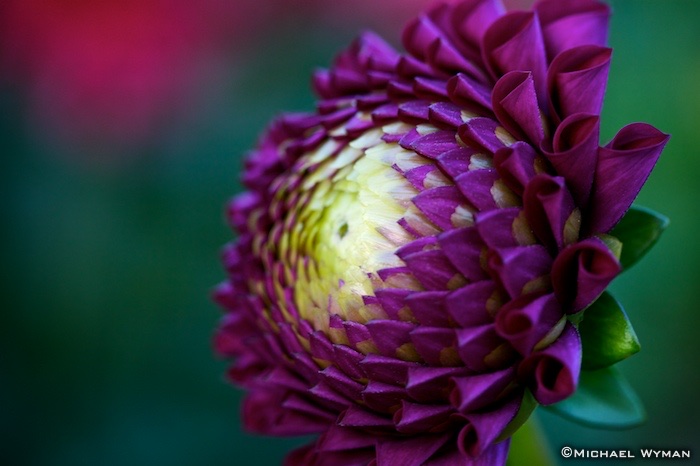 Opening Petals