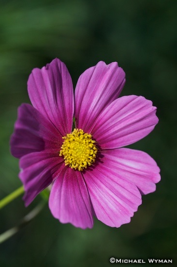 Yellow Pink Green