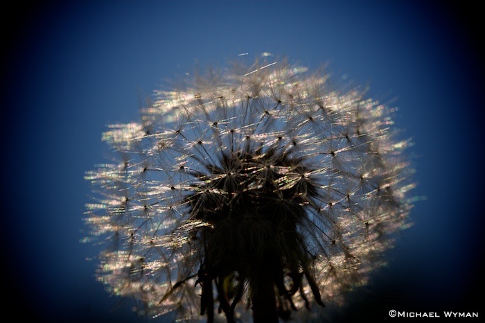 Dandilion