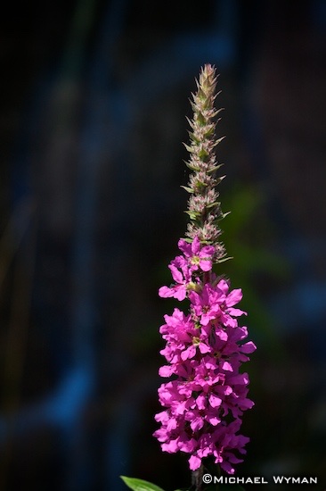 Tall Flower