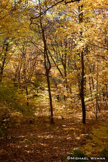Fall Color