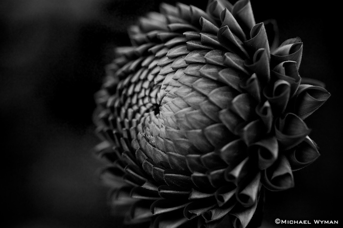 Dahlia (B&W)