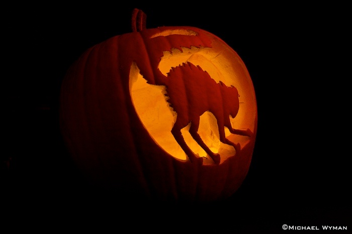 Red Pumpkin