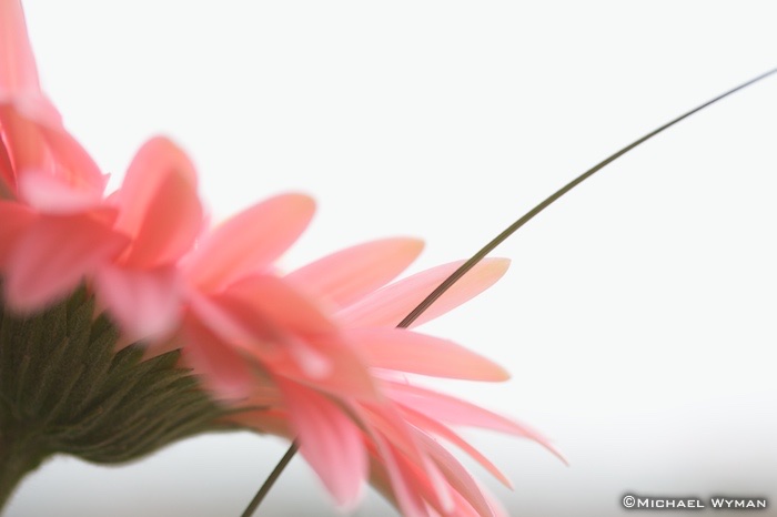 Pink Gerbera
