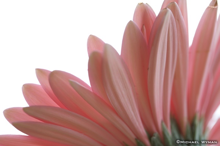 Pink Gerbera, Part 2
