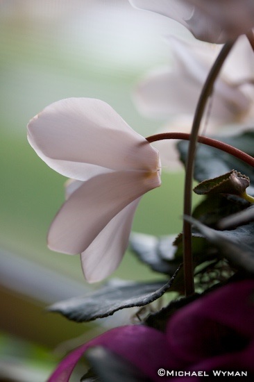 Flower Pastels