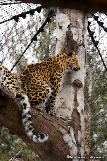 Amur Leopard