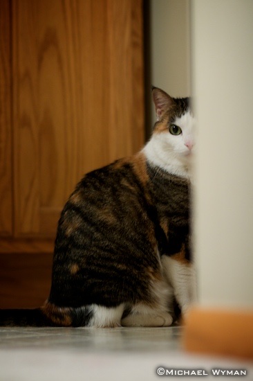 Calico