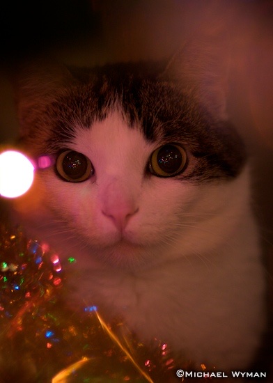 Naughty or Nice?