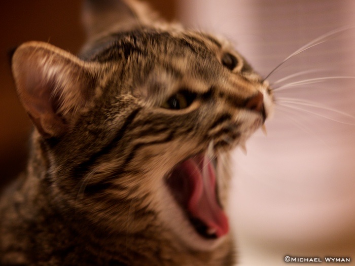 Yawn