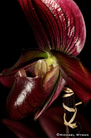 Orchid Exhibit!
