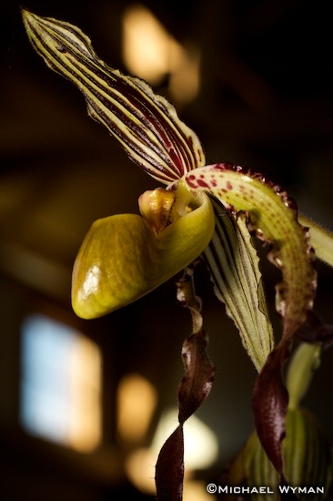 Great Hall Orchid