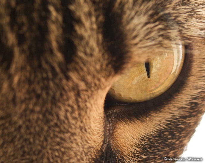 Cat Eye