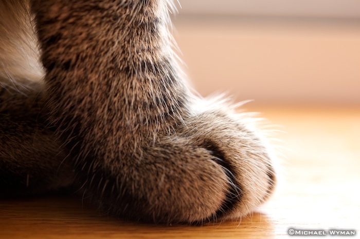 Paw