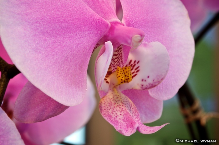 Pink Orchid