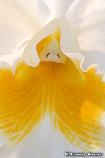 White and Yellow