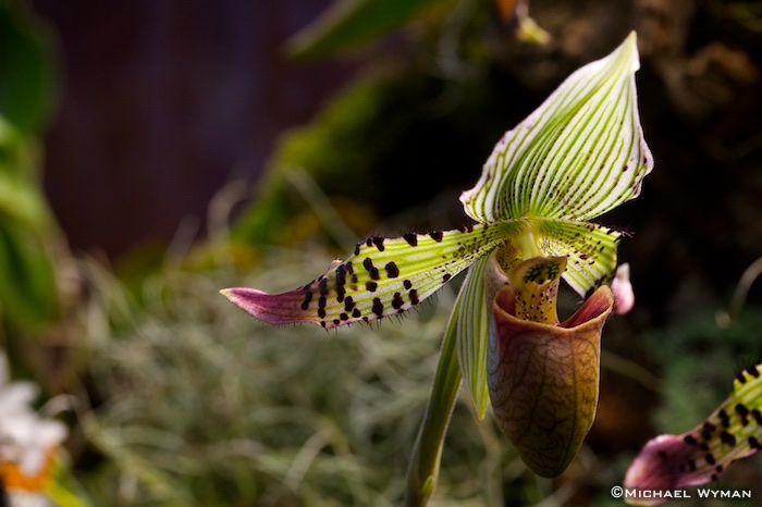 Orchid-in-a-Box