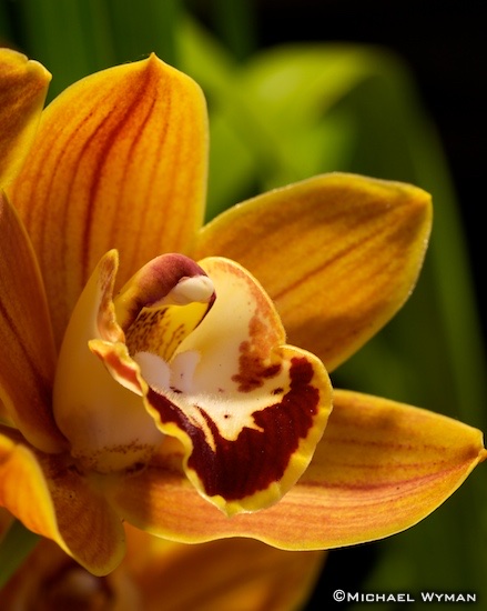 Orange