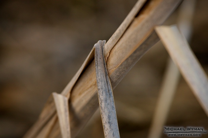 Reeds