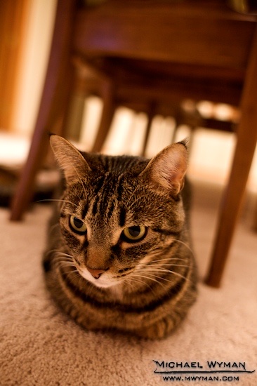 Meatloaf