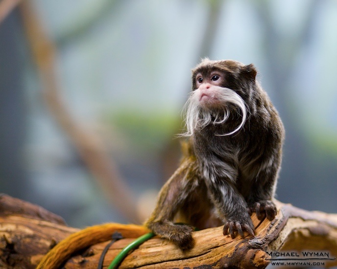 Tamarin
