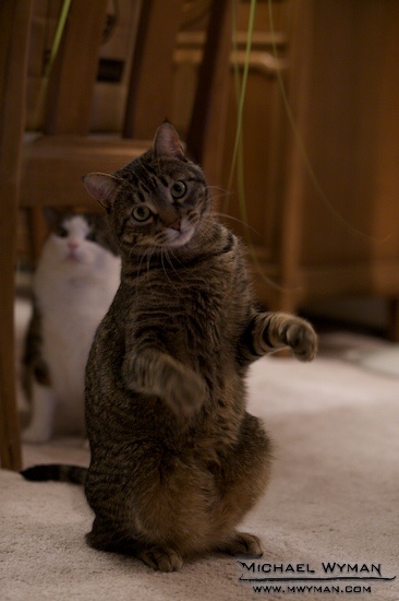 Milo Haunches