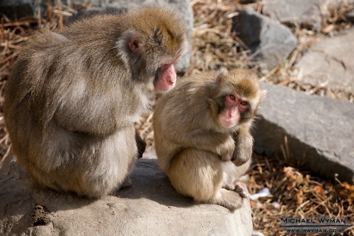 Cold Monkeys